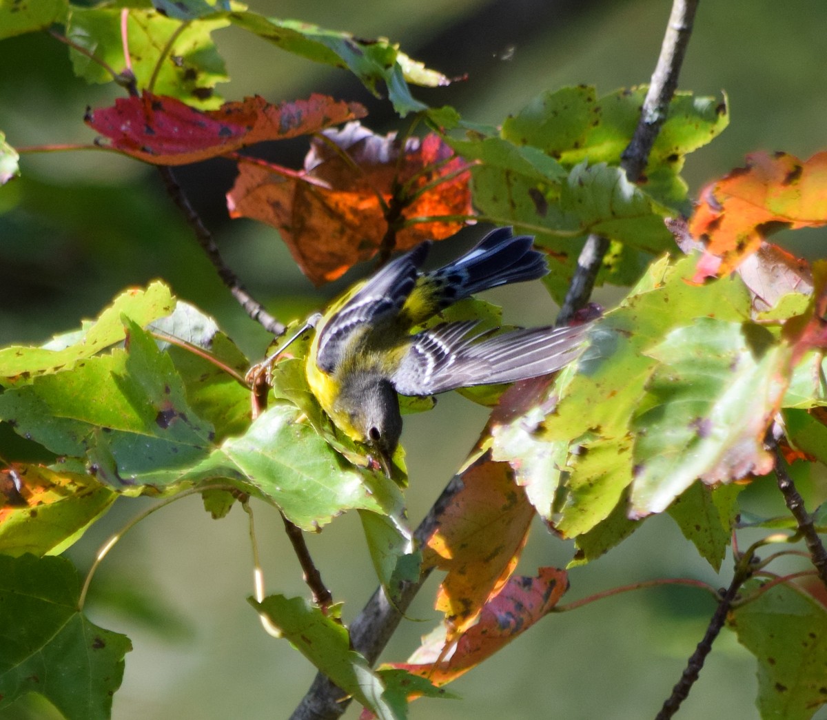 Magnolia Warbler - ML623907963