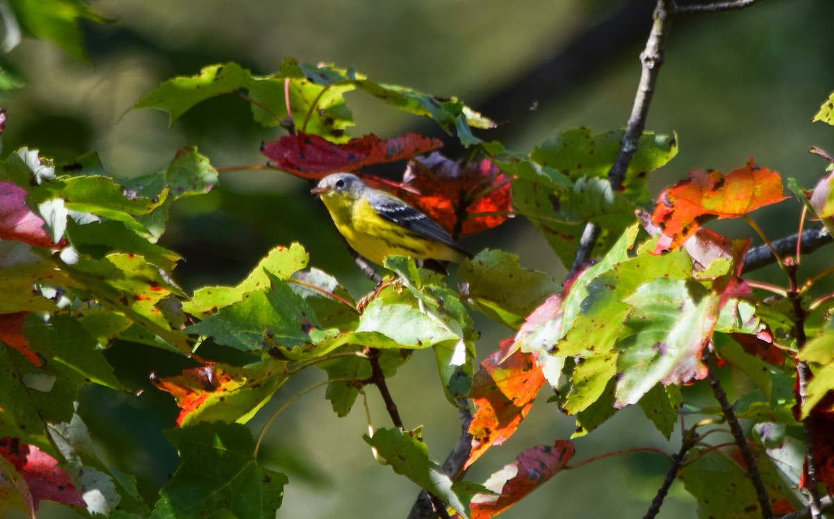 Magnolia Warbler - ML623907964