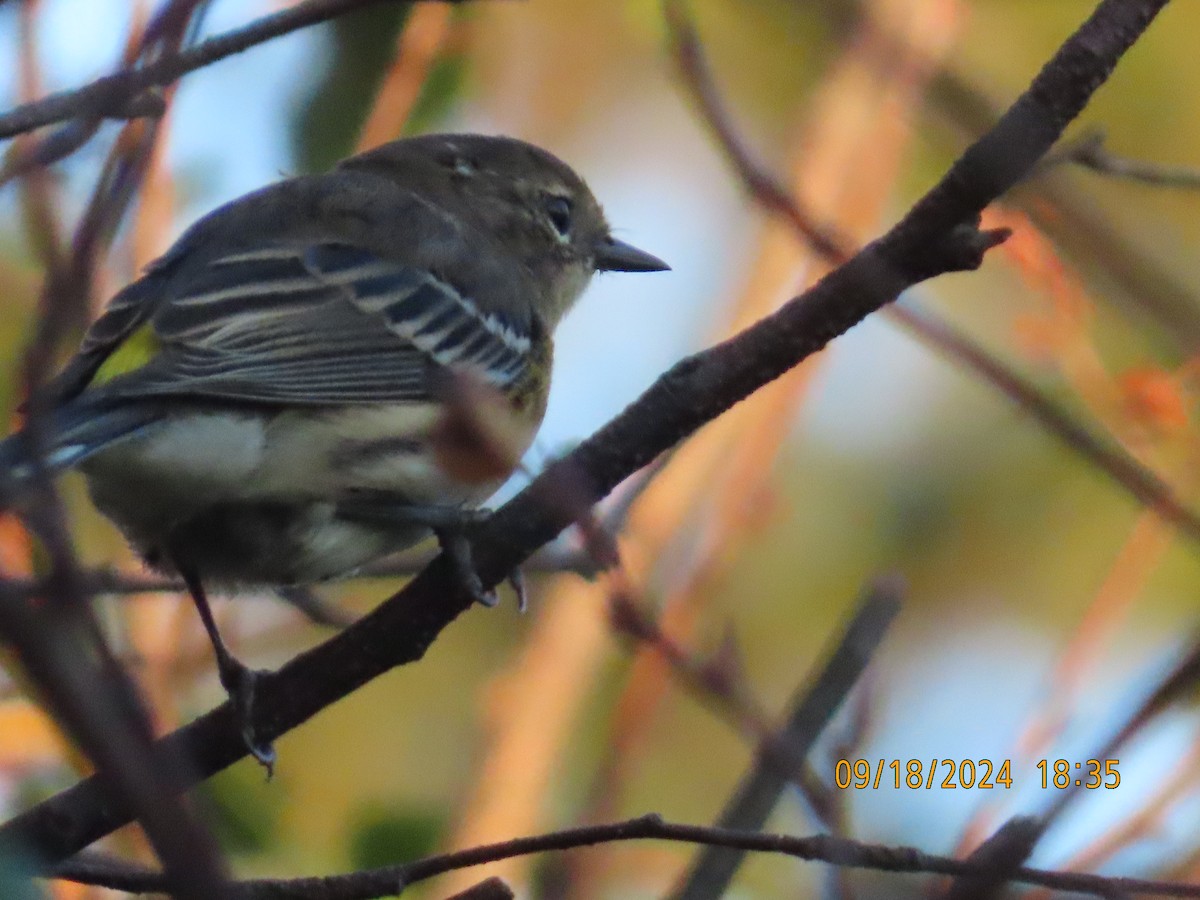 Yellow-rumped Warbler - ML623907979