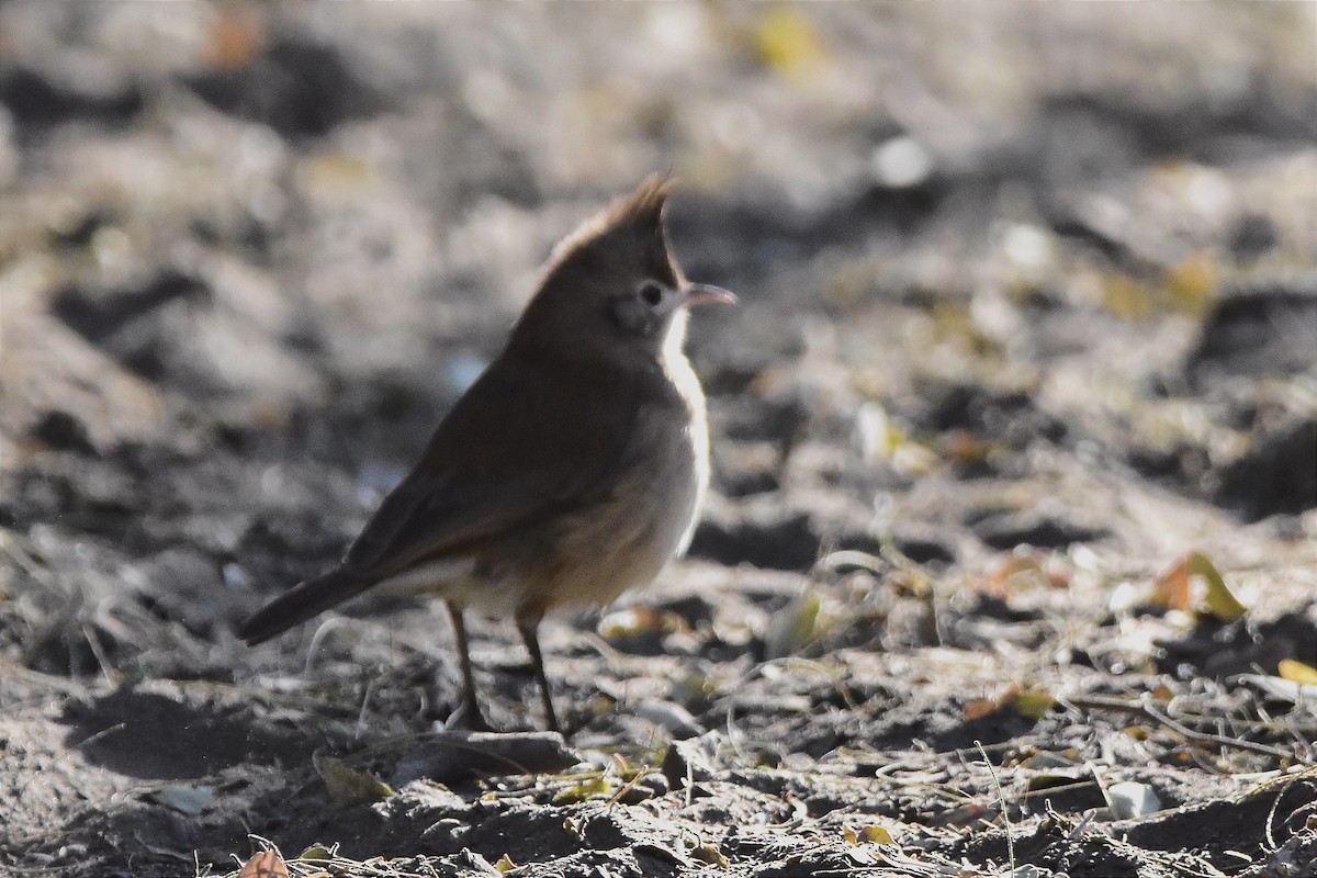 Crested Hornero - Juan Bardier