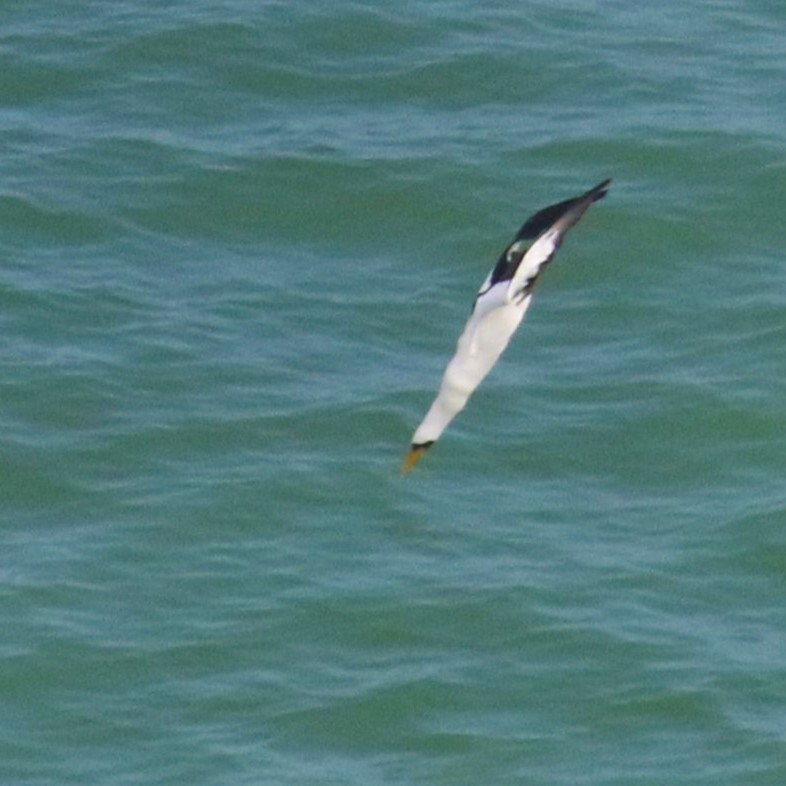 Masked Booby - ML623908001