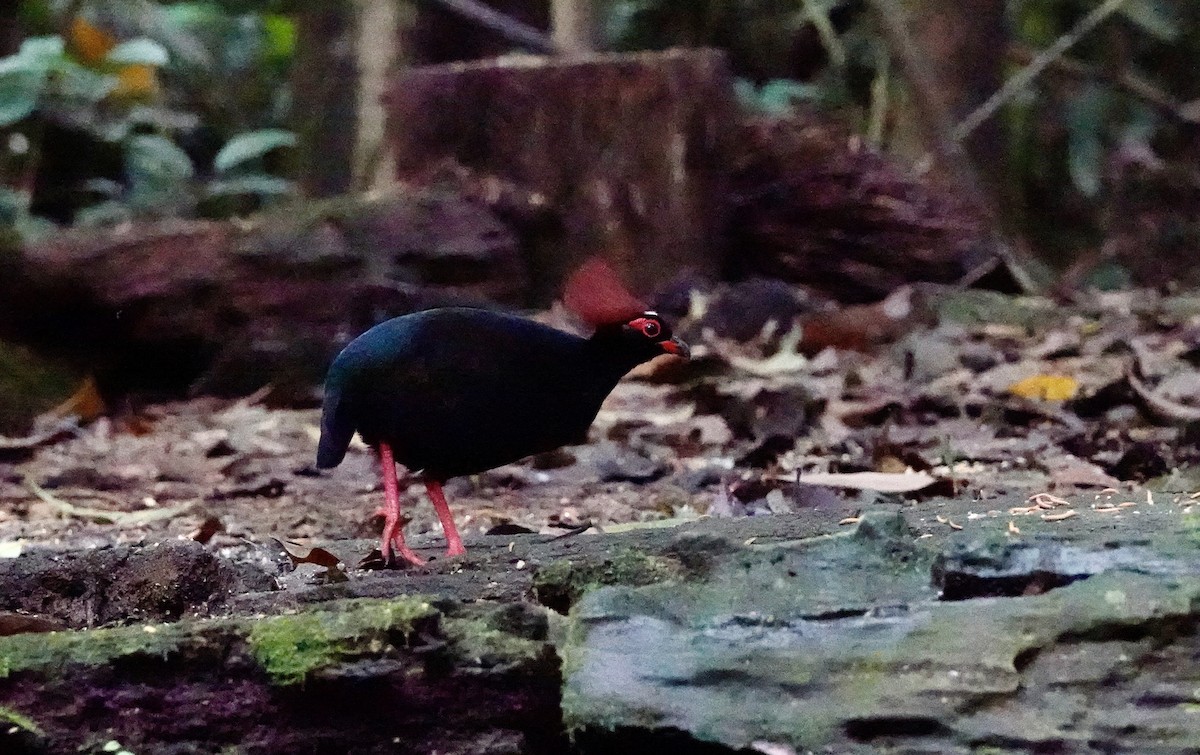 Crested Partridge - ML623908011