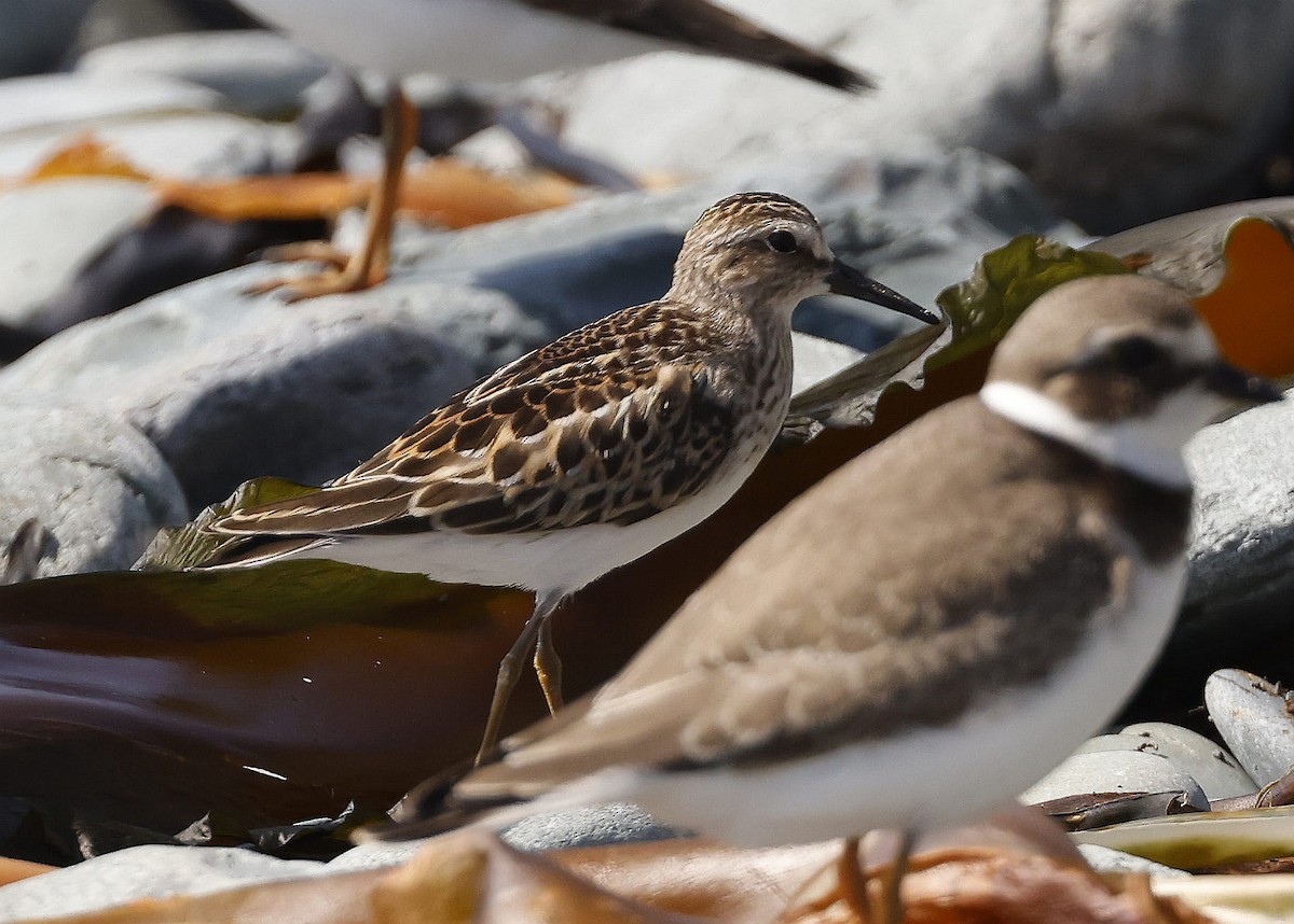 Least Sandpiper - ML623908014