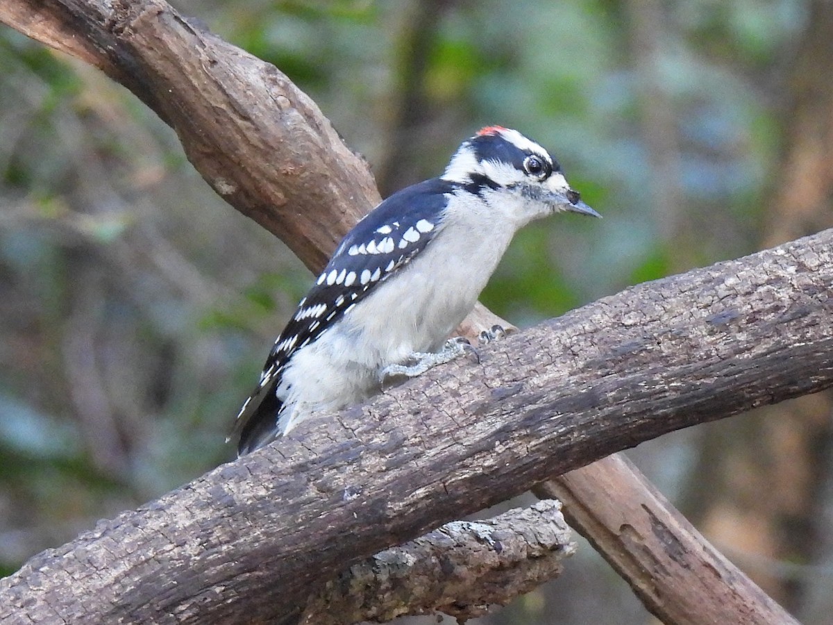 Downy Woodpecker - ML623908062