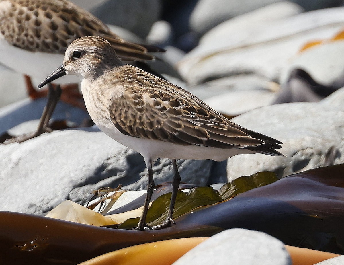 Semipalmated Sandpiper - ML623908073