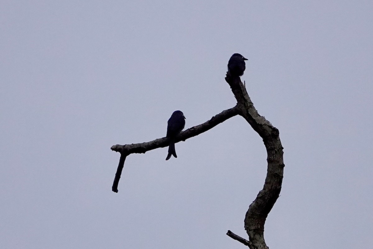 Drongo cendré - ML623908086