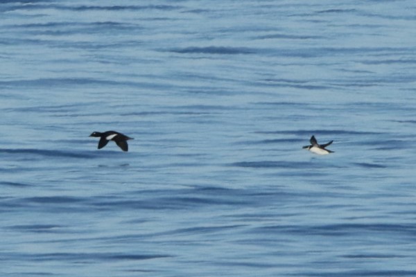 White-winged Scoter - ML623908087