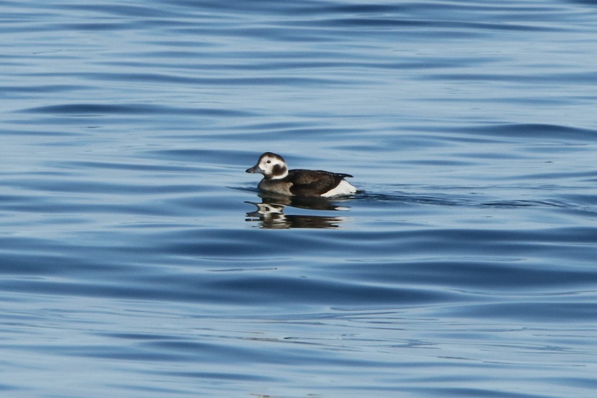 Long-tailed Duck - ML623908088