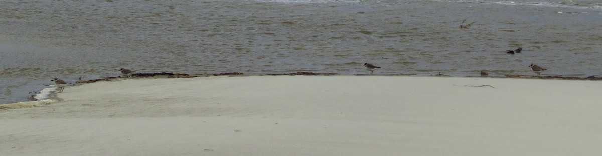 Wilson's Plover - ML623908092