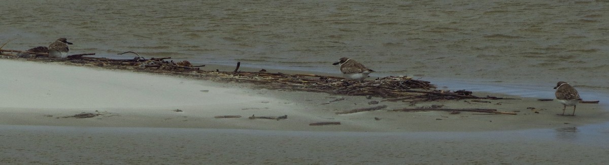 Wilson's Plover - ML623908093