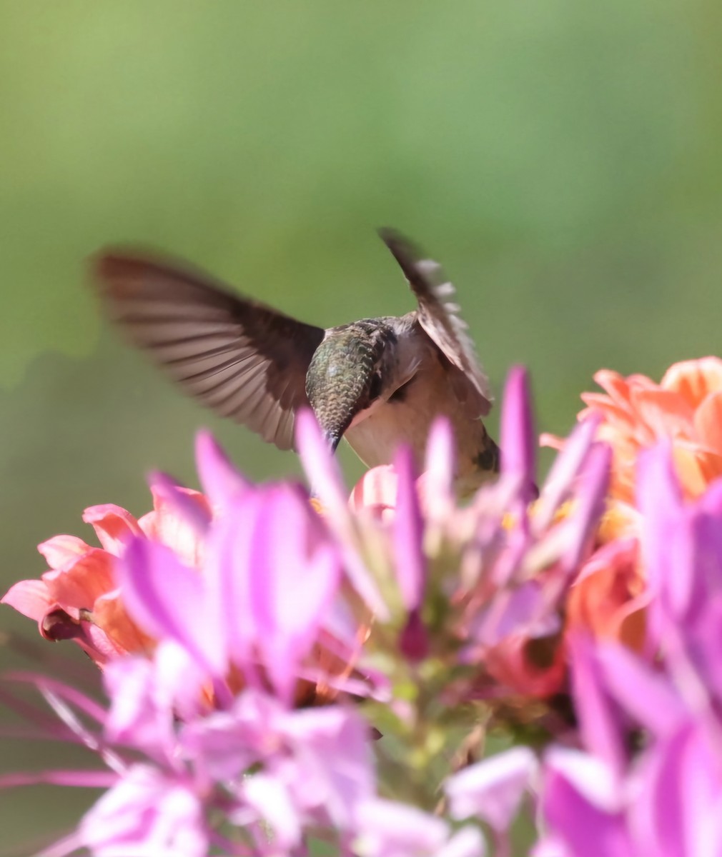 Ruby-throated Hummingbird - David Funke