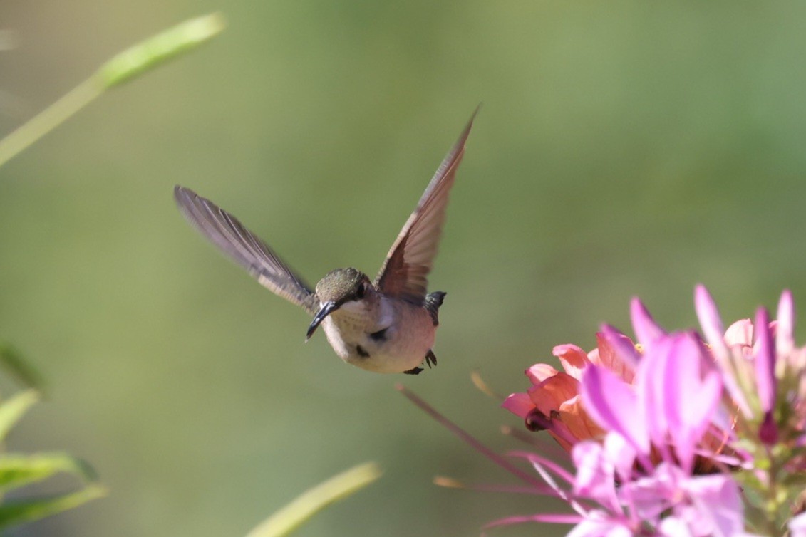 Ruby-throated Hummingbird - ML623908112