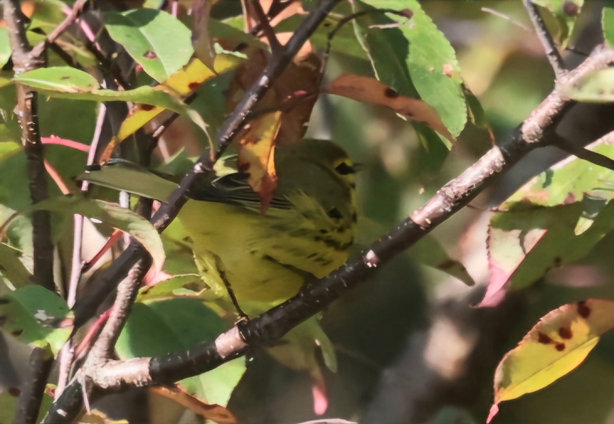 Prairie Warbler - ML623908133