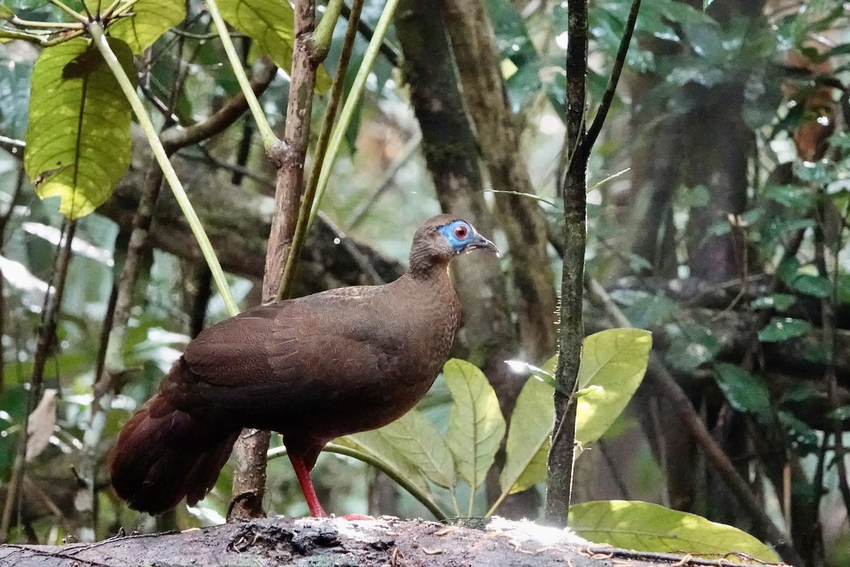 Bulwer's Pheasant - ML623908135