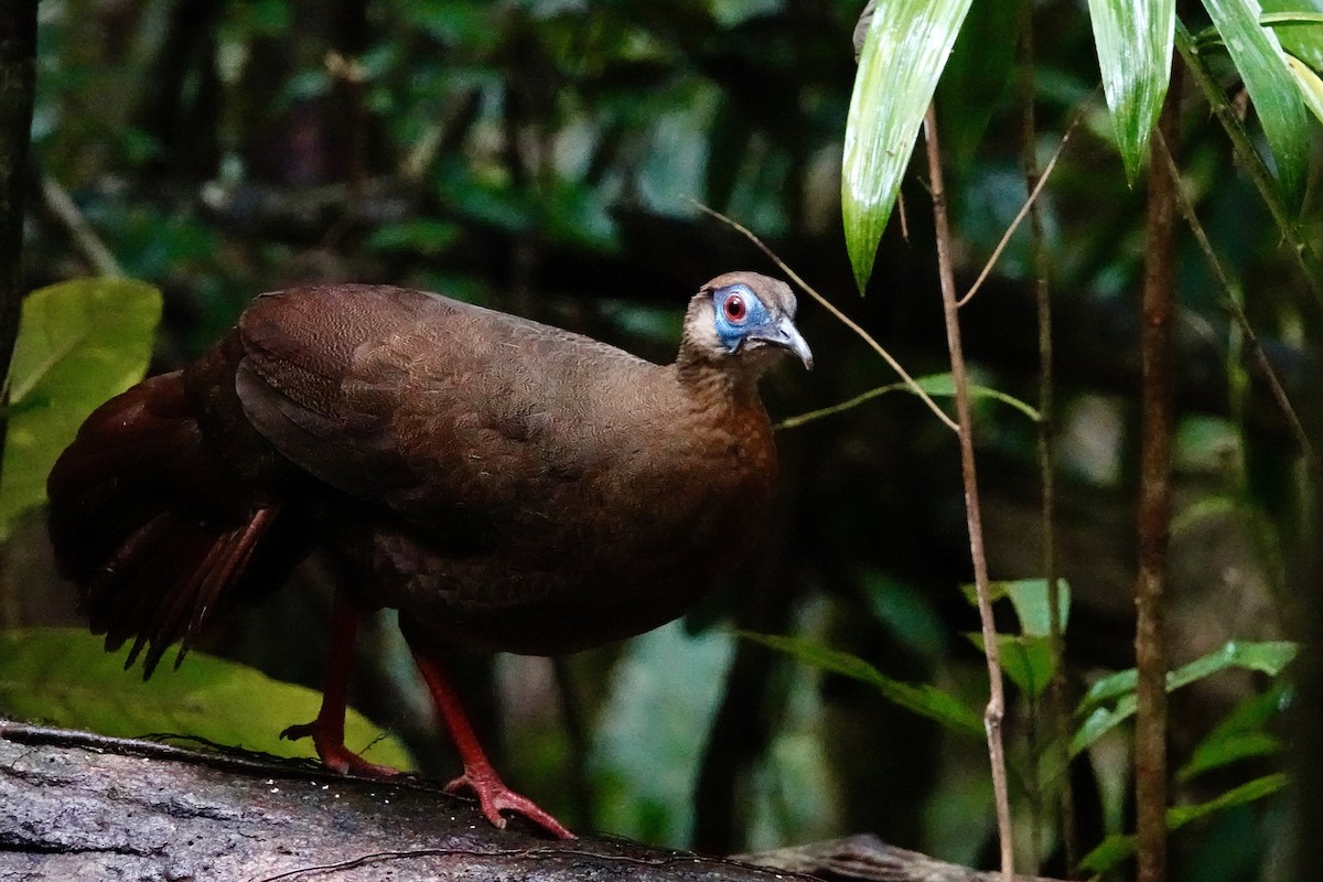 Bulwer's Pheasant - ML623908136