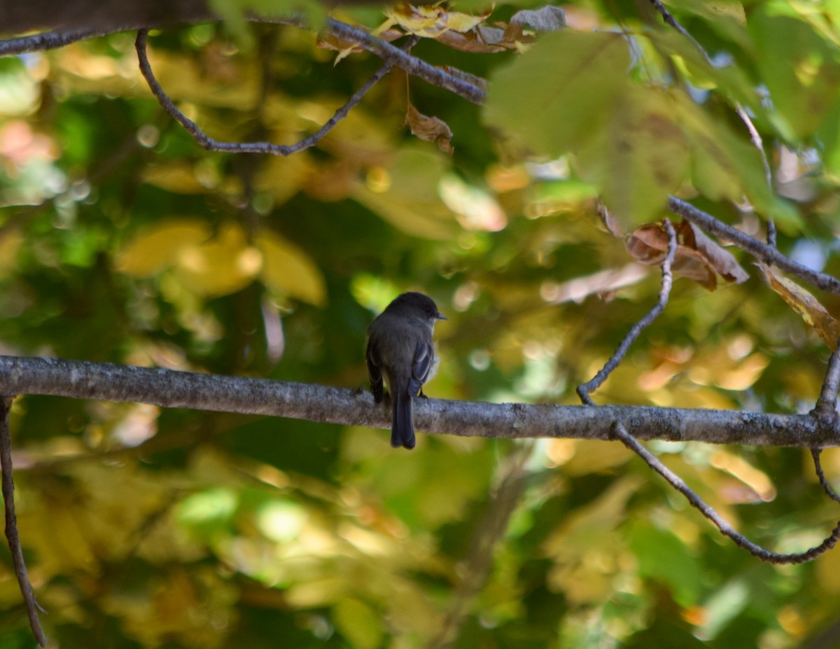 Eastern Phoebe - ML623908144