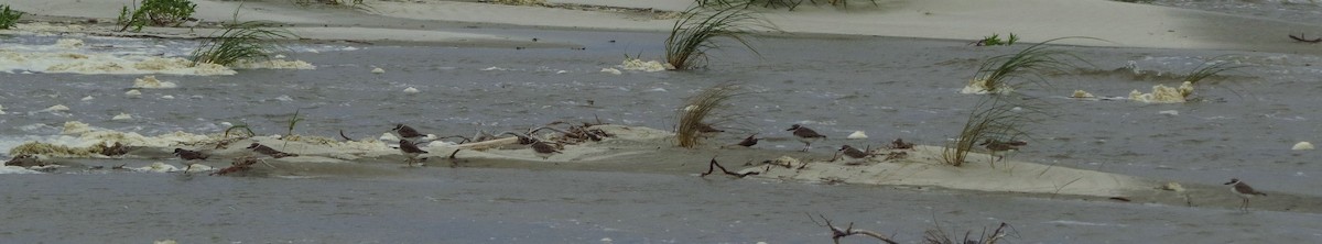 Wilson's Plover - ML623908148