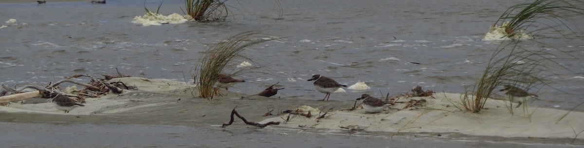 Wilson's Plover - ML623908149