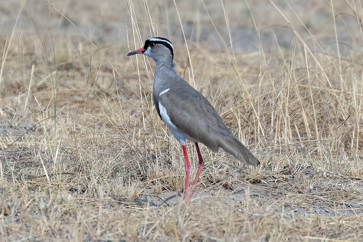 Crowned Lapwing - ML623908160