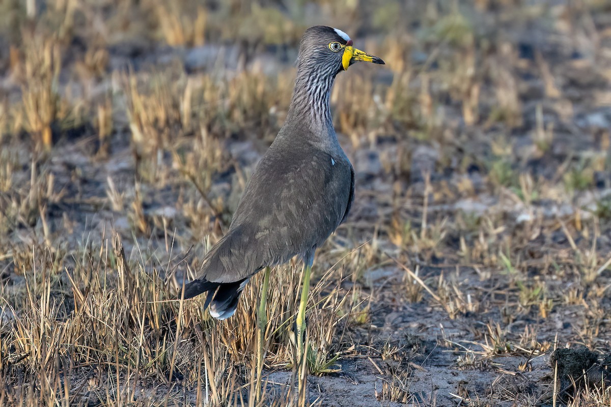 Wattled Lapwing - ML623908166