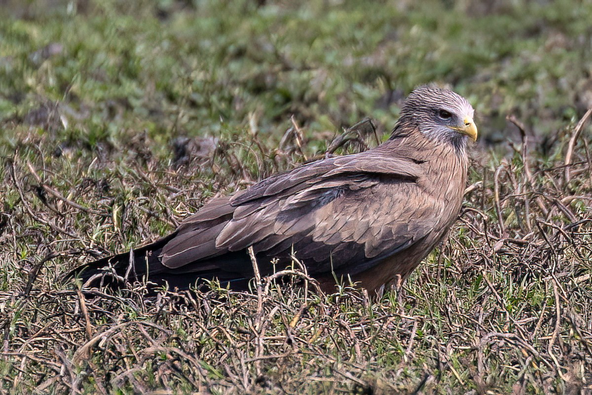 Black Kite (Yellow-billed) - Steve Potter