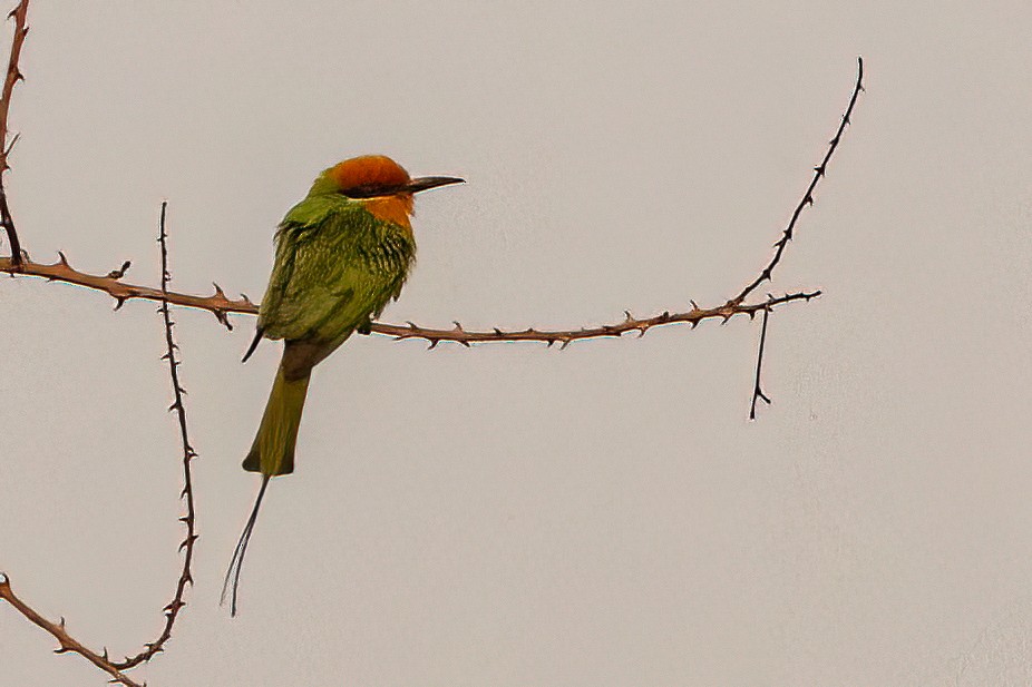 Böhm's Bee-eater - ML623908169