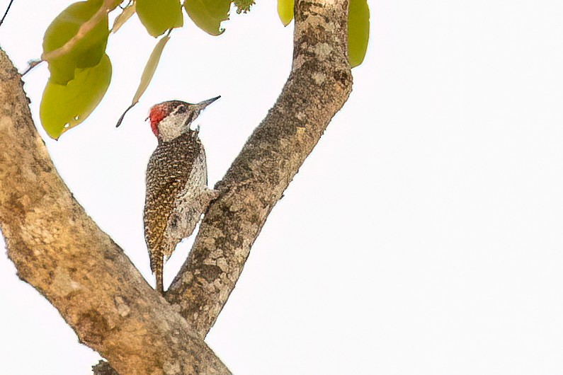 Golden-tailed Woodpecker (Golden-tailed) - ML623908171