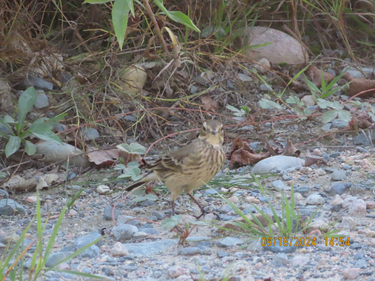 American Pipit - ML623908174