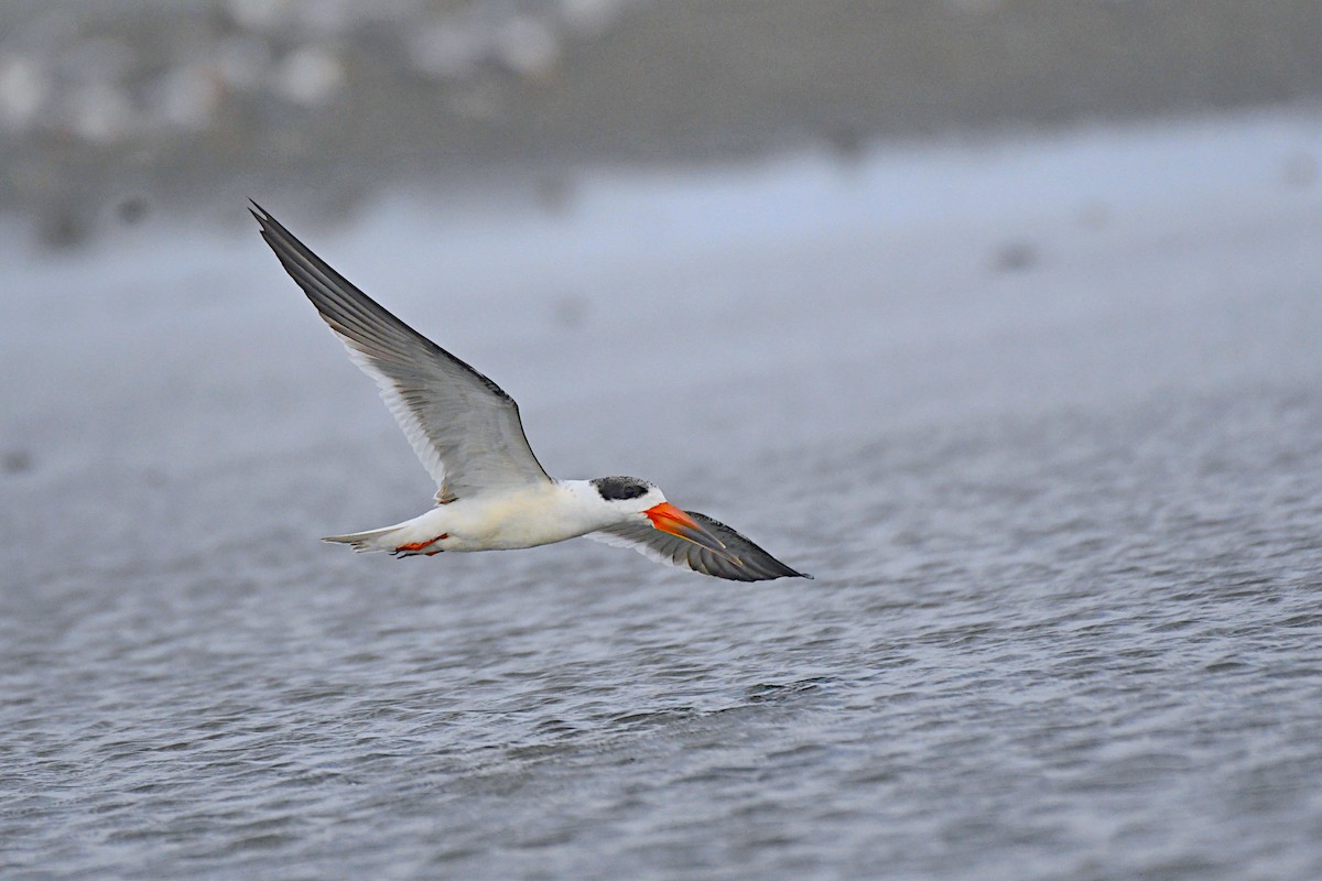 Indian Skimmer - ML623908175