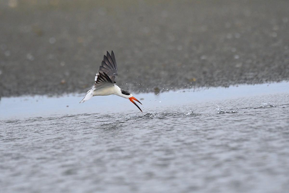 Indian Skimmer - ML623908177