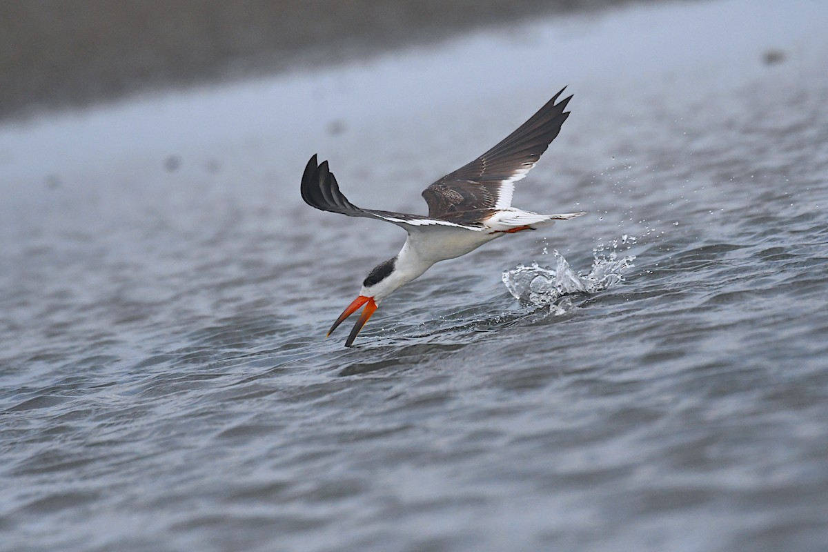 Indian Skimmer - ML623908178