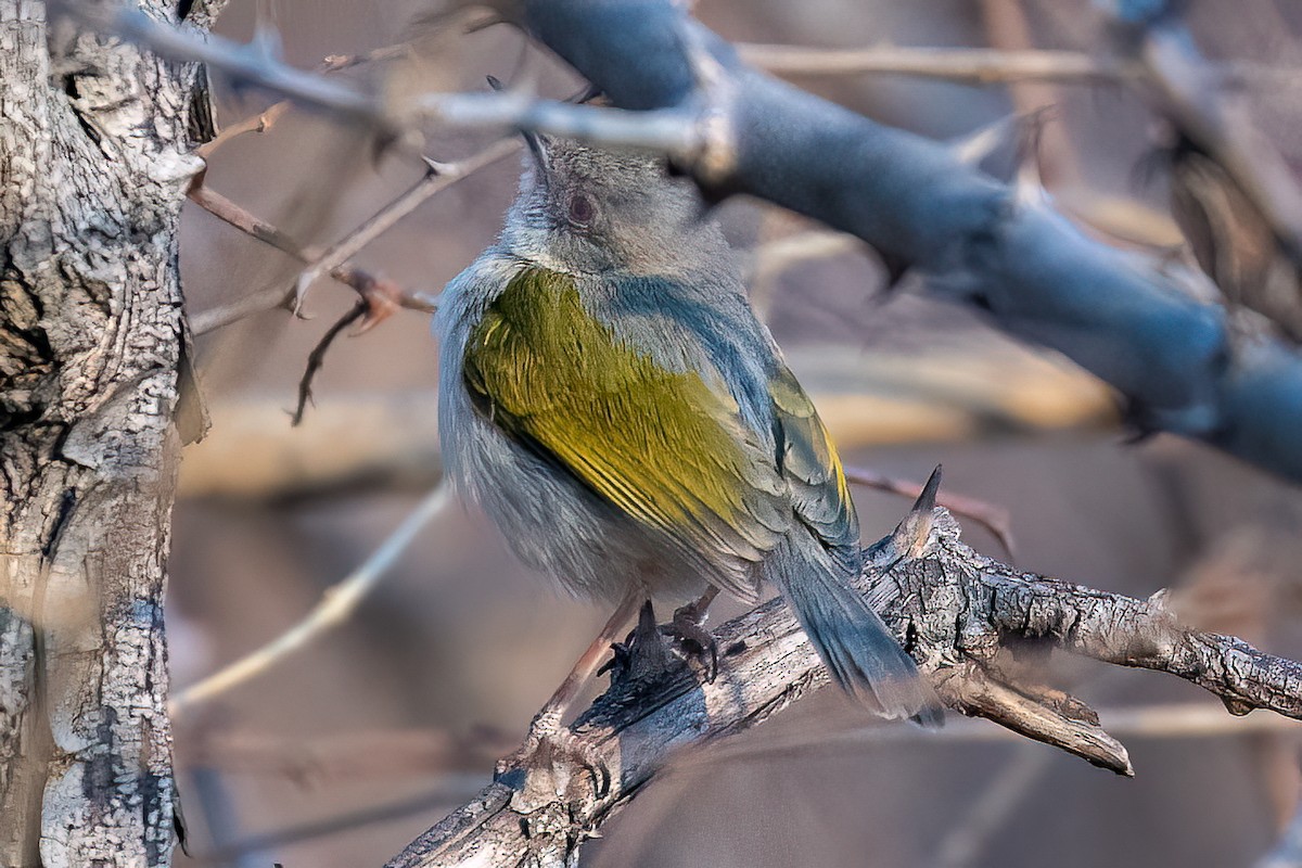 Green-backed Camaroptera (Gray-backed) - ML623908184