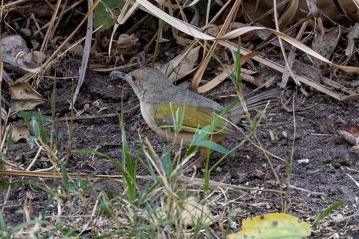 Green-backed Camaroptera (Gray-backed) - ML623908185