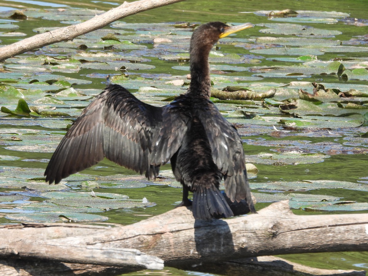 Double-crested Cormorant - ML623908186