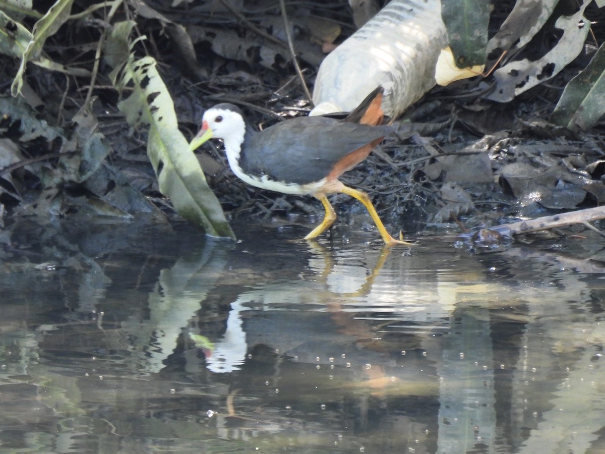 White-breasted Waterhen - Tuck Hong Tang