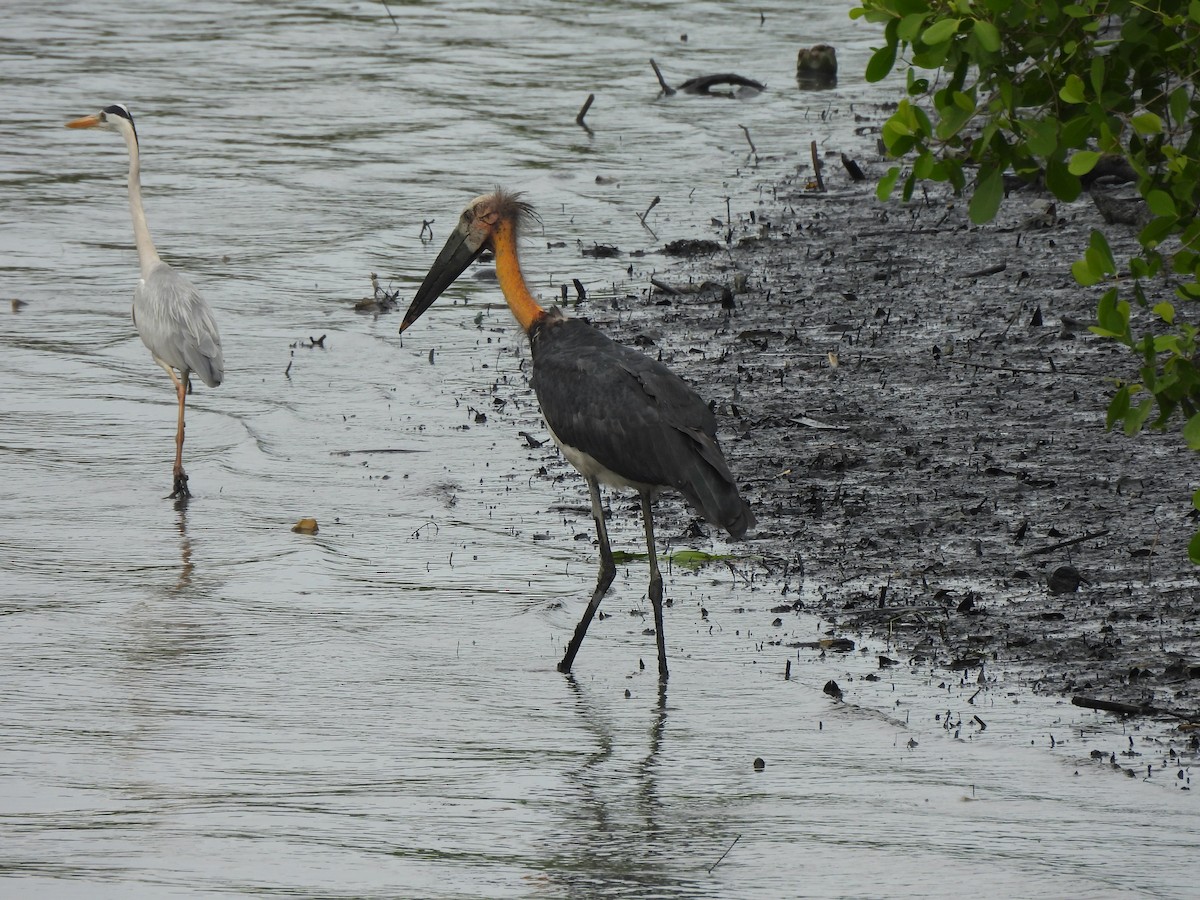 Lesser Adjutant - ML623908191