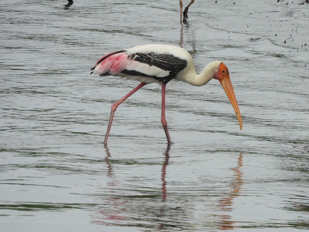 Painted Stork - ML623908196