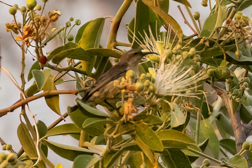 Green-throated Sunbird - ML623908210