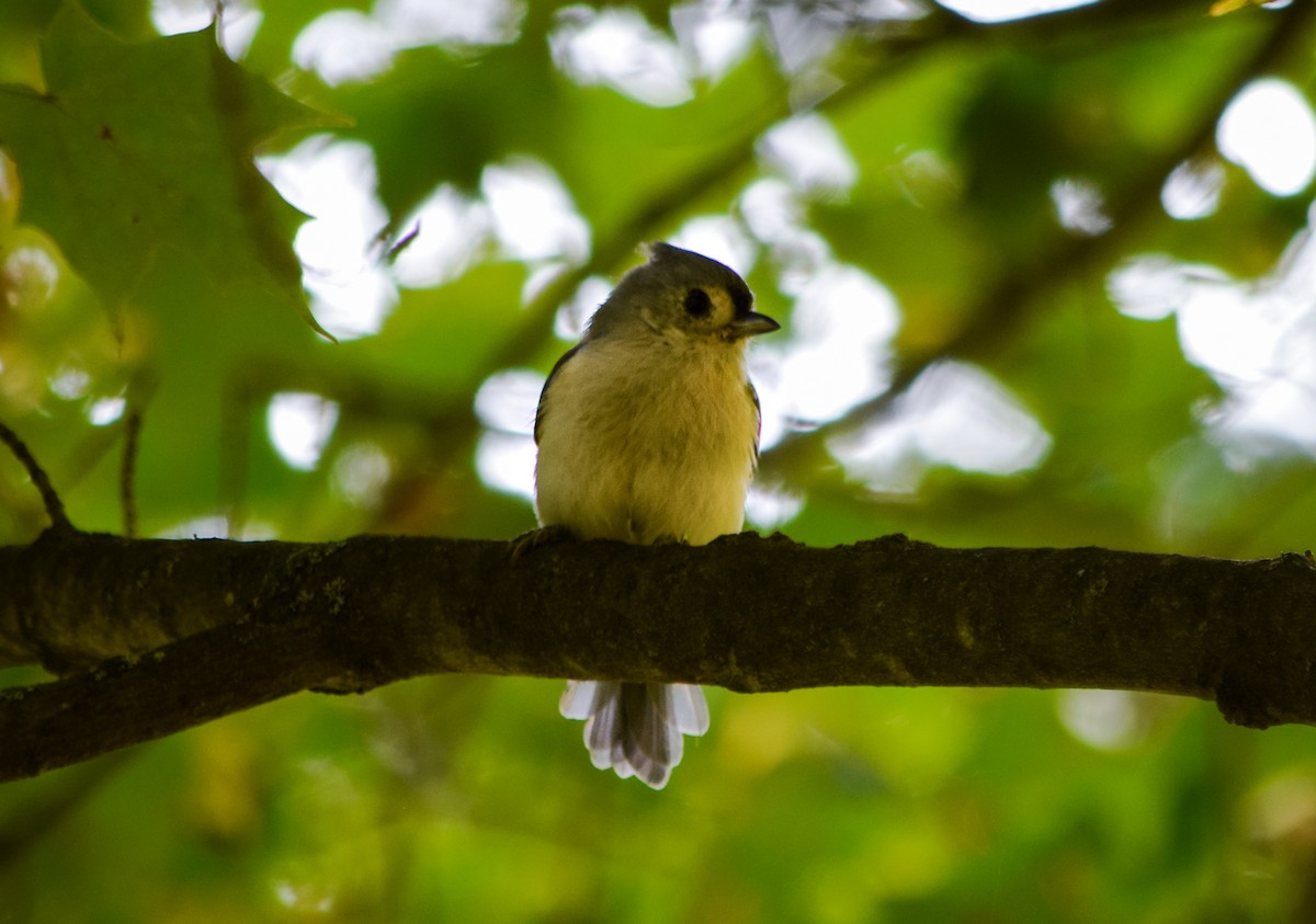 Tufted Titmouse - ML623908213