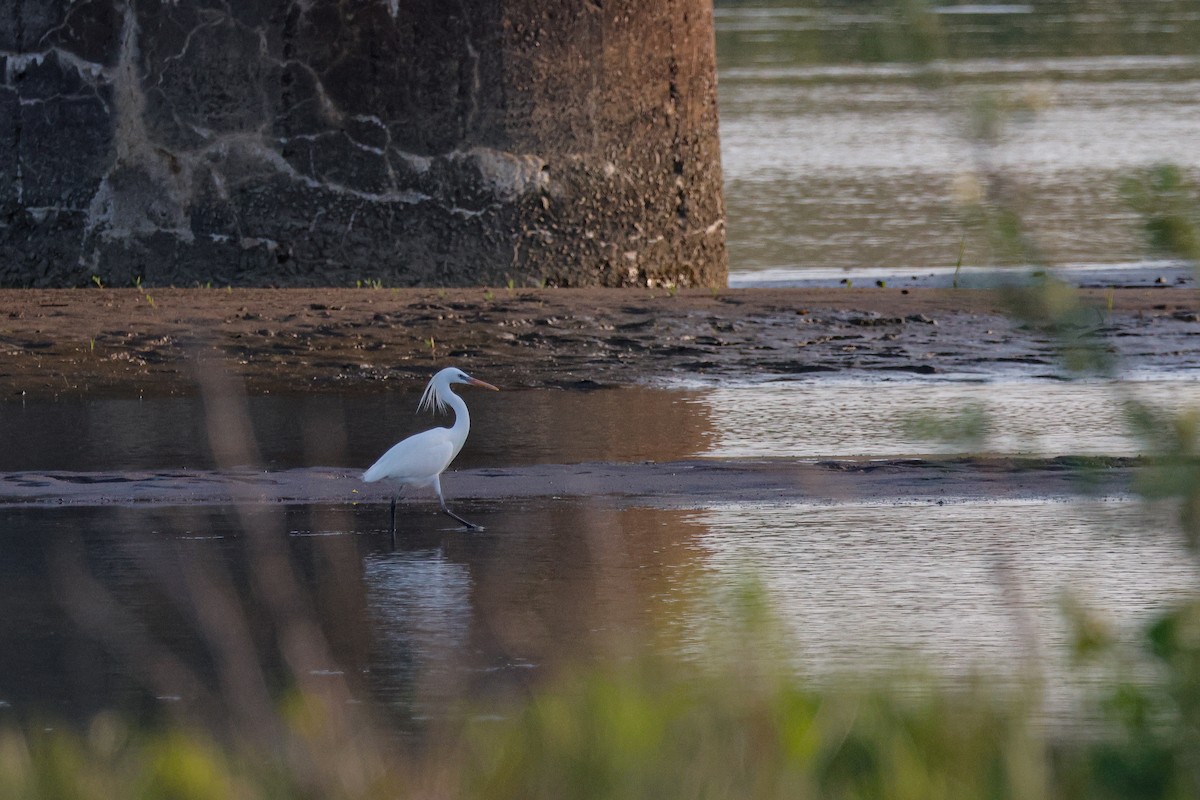 Chinese Egret - ML623908227