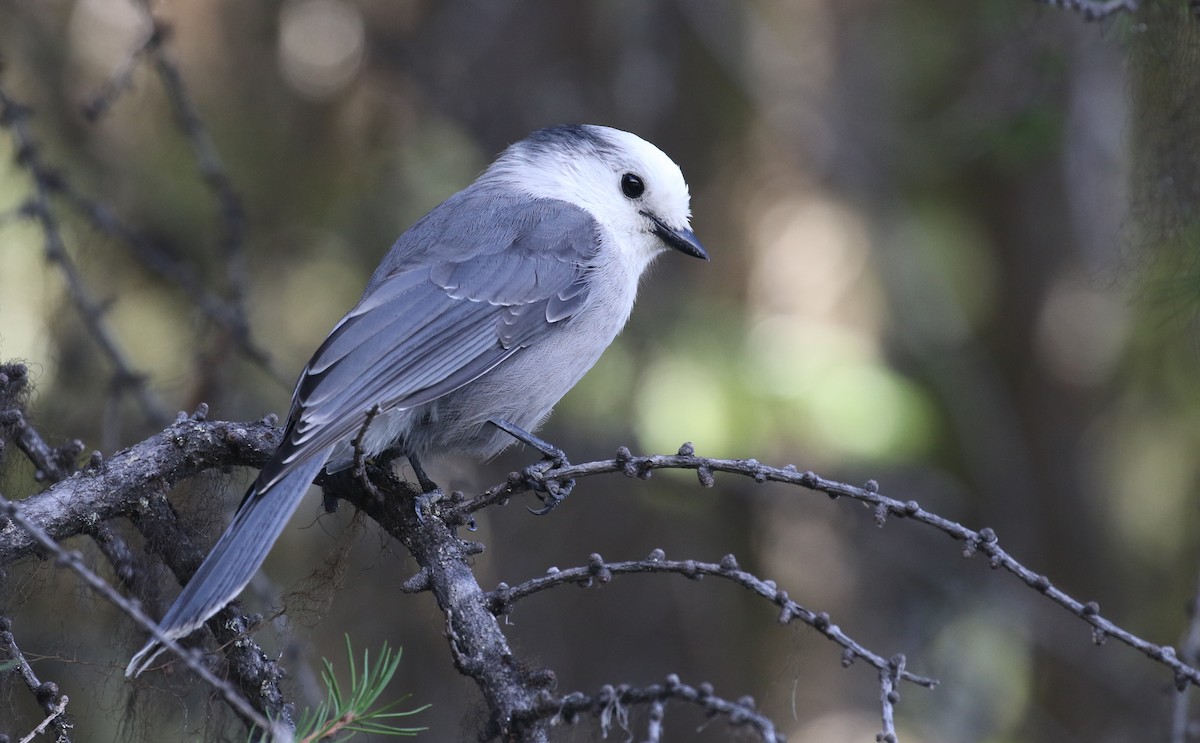 Canada Jay - ML623908247