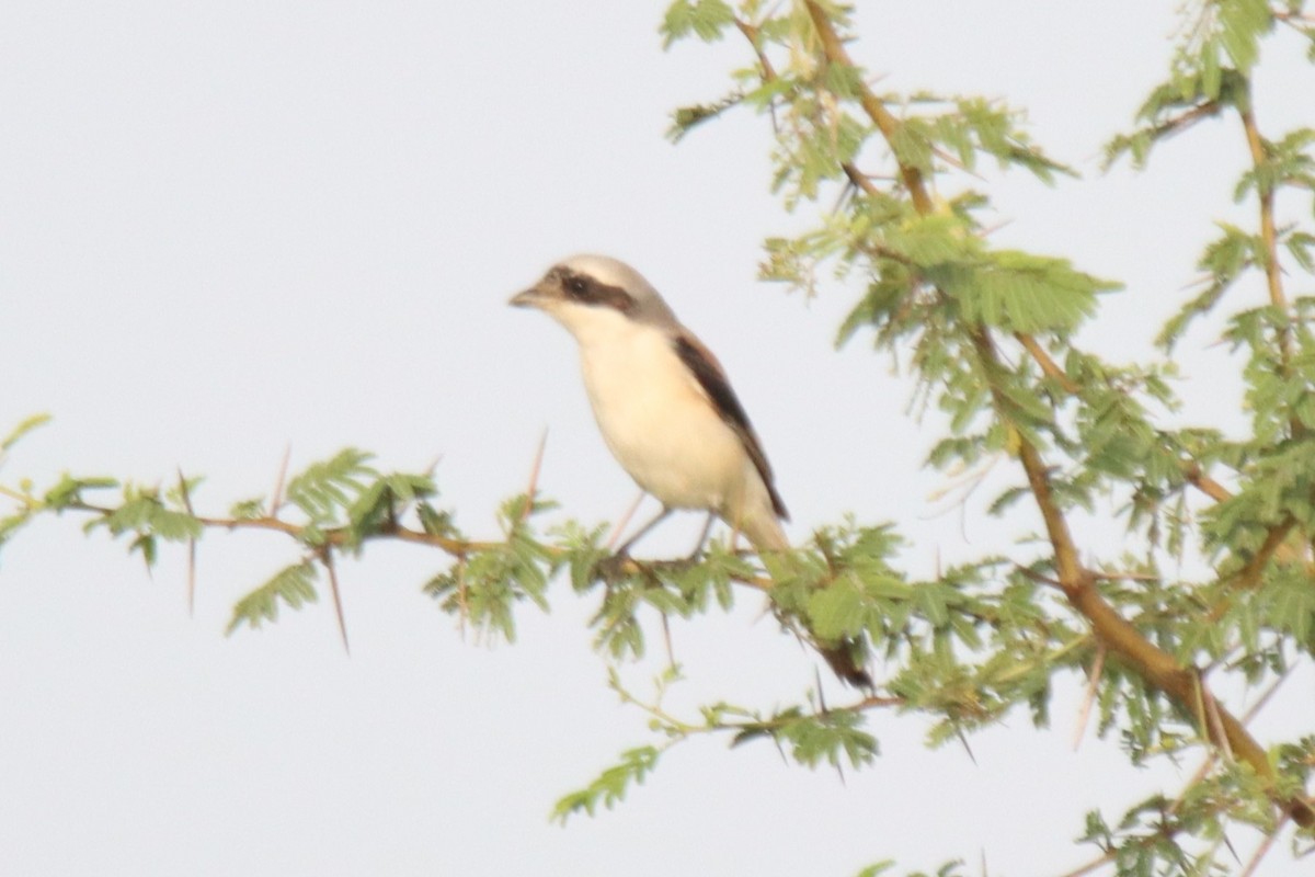 Bay-backed Shrike - ML623908248