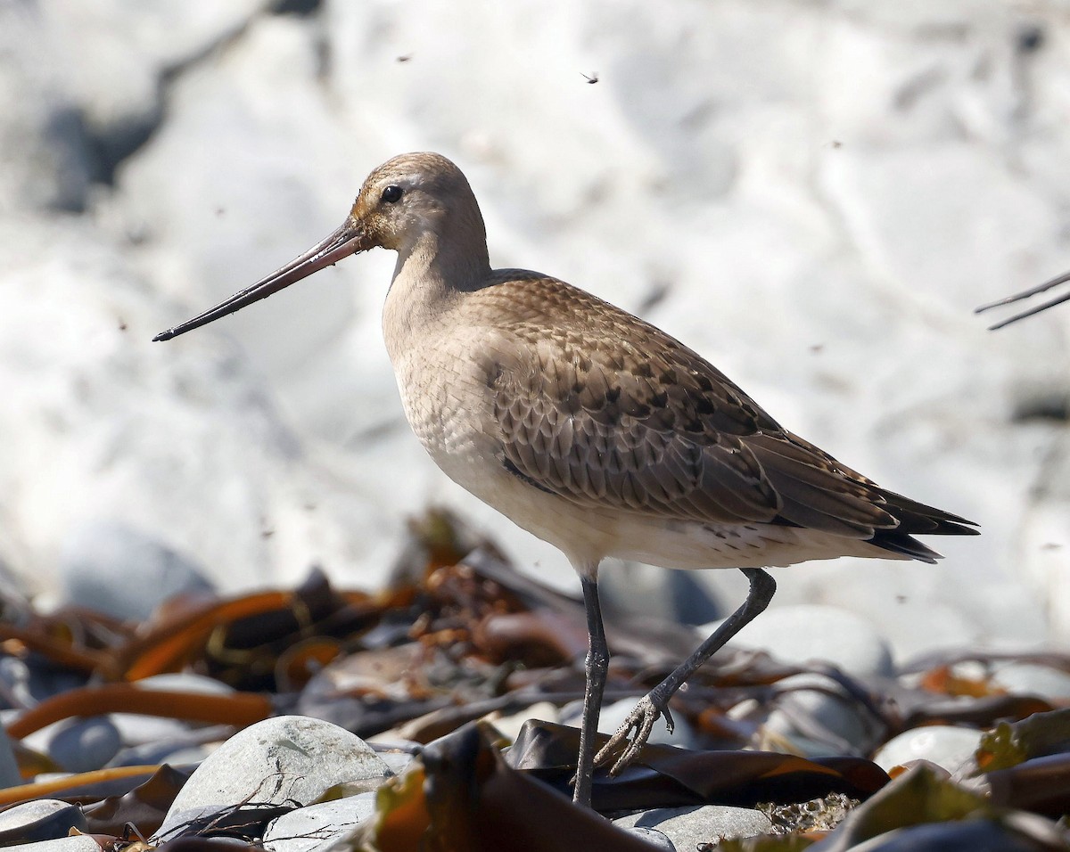 Hudsonian Godwit - ML623908253