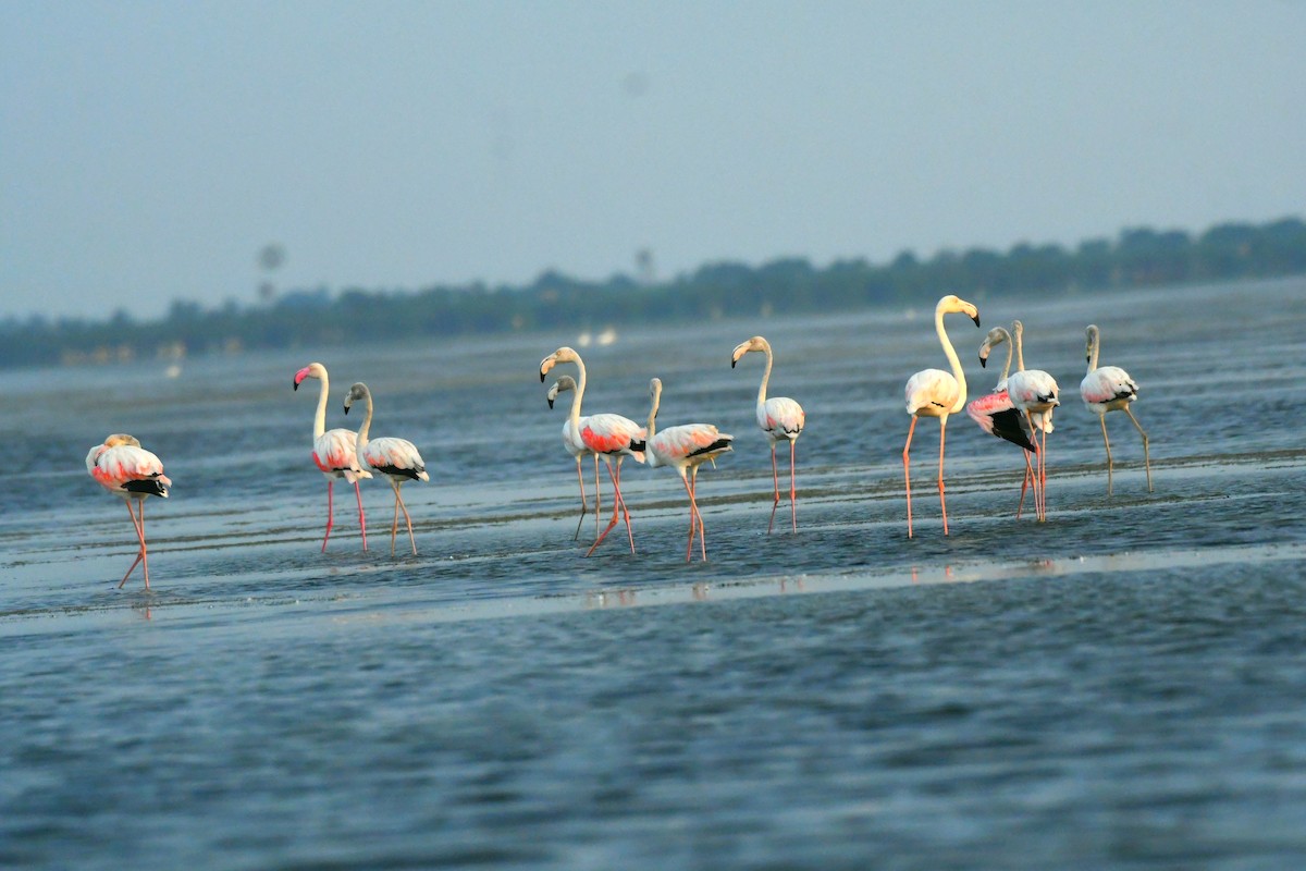 Фламінго рожевокрилий - ML623908254