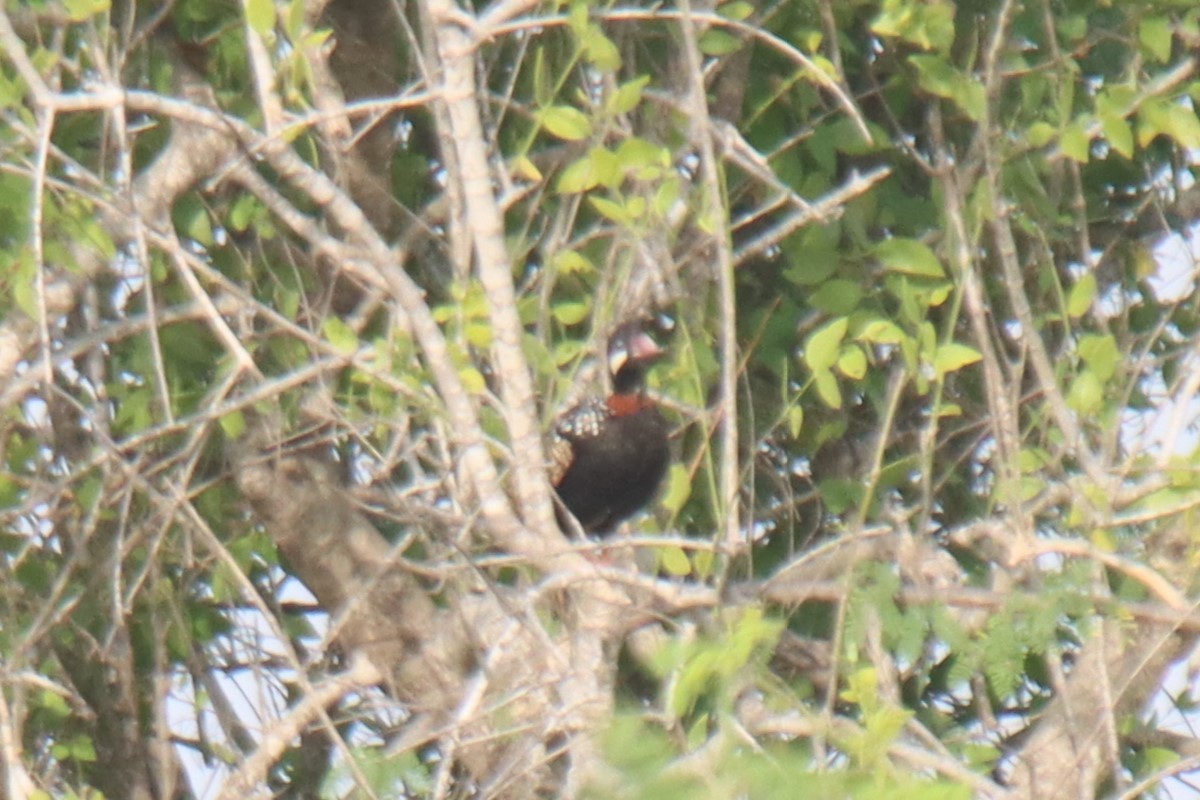 Black Francolin - ML623908257