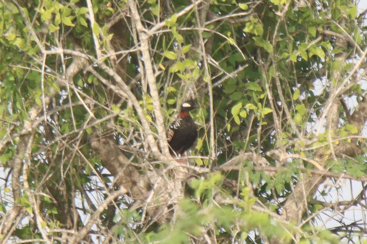 Black Francolin - ML623908258