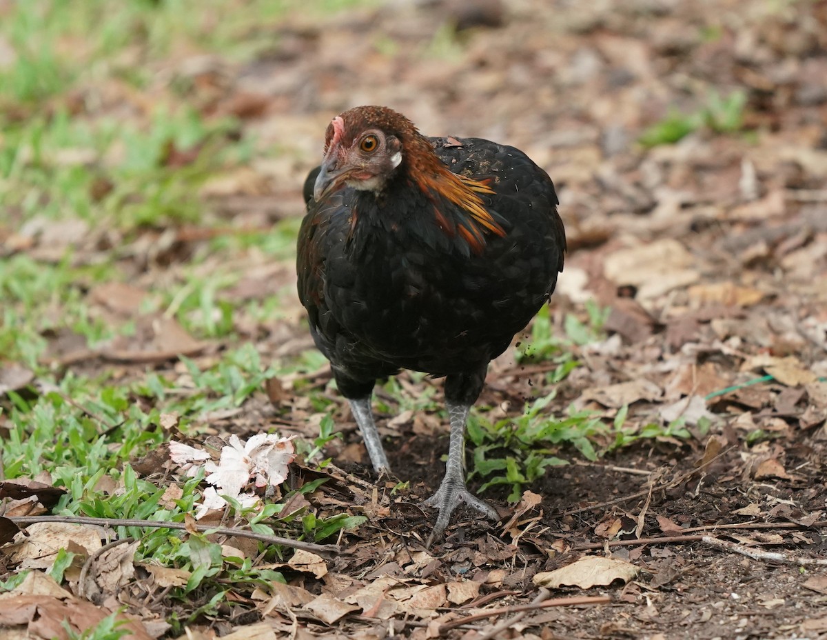 Red Junglefowl (Domestic type) - ML623908261