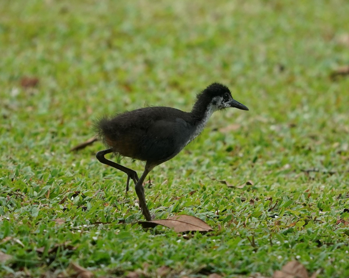 White-breasted Waterhen - ML623908274