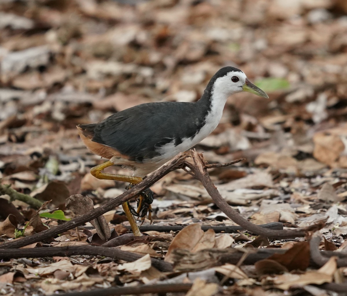 White-breasted Waterhen - ML623908275