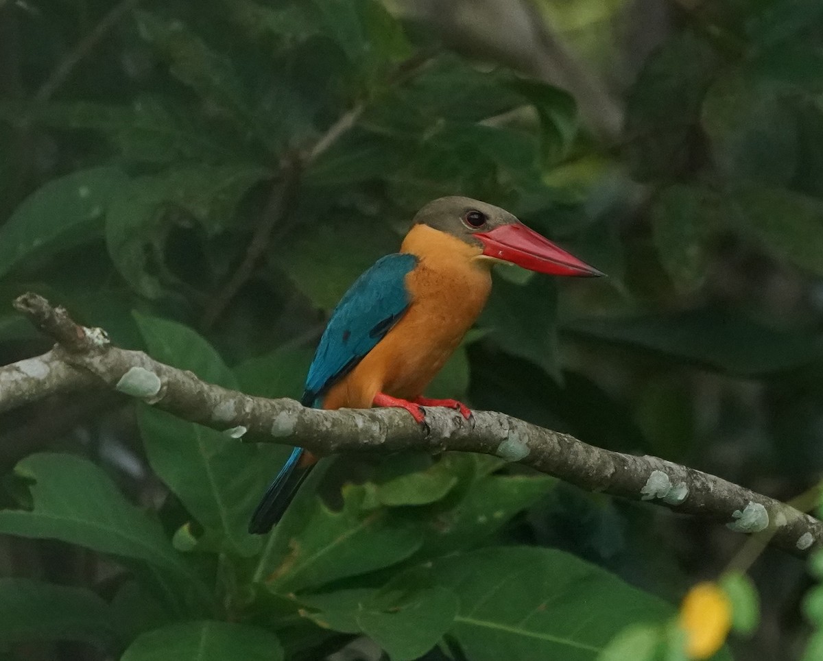 Stork-billed Kingfisher - ML623908282